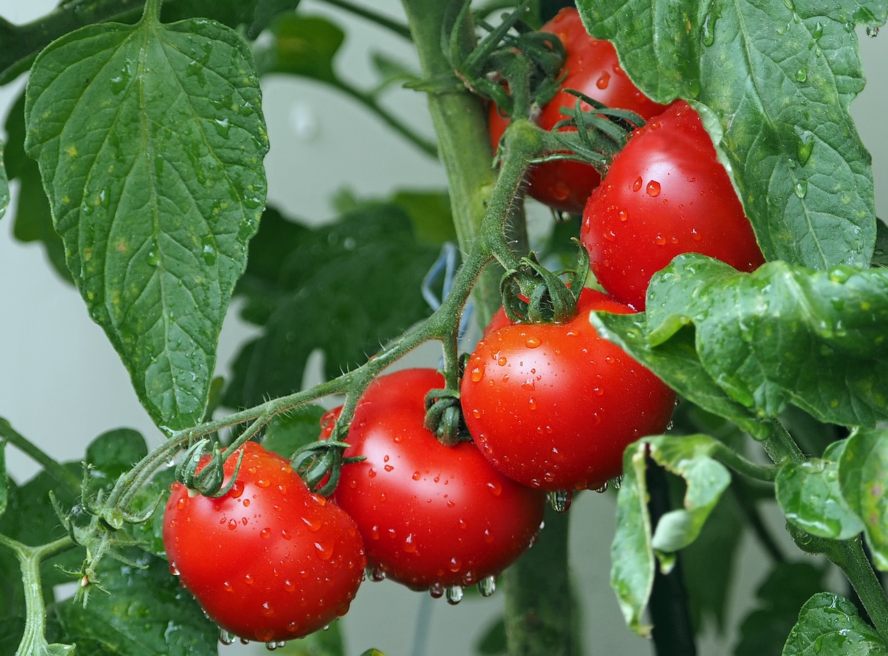 Pourquoi est ce que mes tomates ont attrapé la maladie du cul noir ?