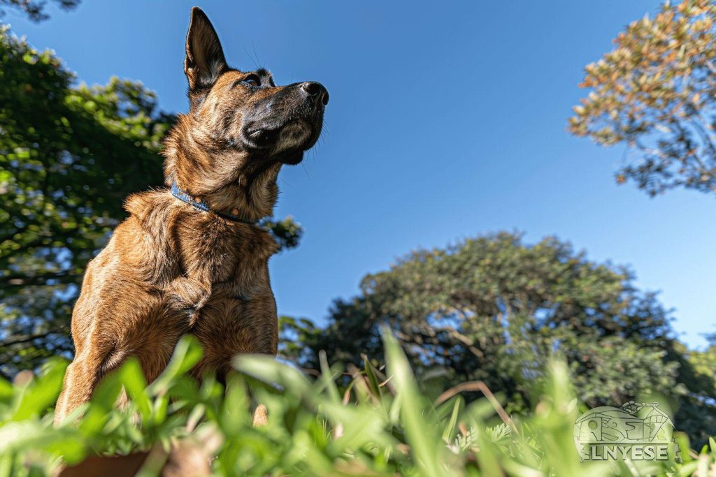 Meilleur croquette pour chien Malinois : Conseils pour une nutrition adaptée